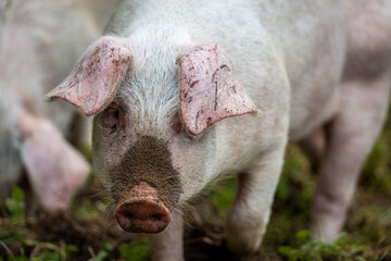 Lone 13 week old piglet in her enclosure, Image shows a single Large white crossbred piglet 