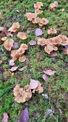 Mushrooms chanterelle on the moss 