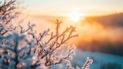 Obraz premium Frosty branches glisten in the early morning sun at winter sunrise in a tranquil landscape