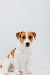 Funny Jack Russell Terrier dog in garland sitting on a white background at christmastime. Holiday puppy wrapped in christmas lights