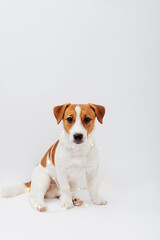 Funny Jack Russell Terrier dog in garland sitting on a white background at christmastime. Holiday puppy wrapped in christmas lights