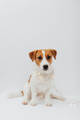 Funny Jack Russell Terrier dog in garland sitting on a white background at christmastime. Holiday puppy wrapped in christmas lights