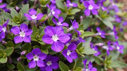 Vibrant purple flower petals and leaves, colorful, vibrant