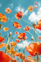 Obraz premium Vibrant orange flowers blooming under a clear blue sky, showcasing nature's beauty and a sense of tranquility. Spring and floral concept.