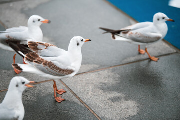 group of seagulls