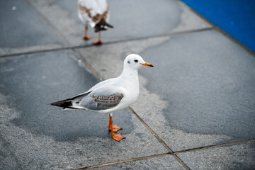 seagull on the beach