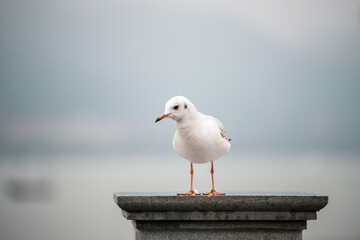 seagull on post