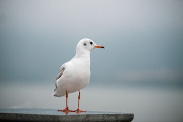 black headed gull