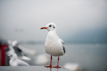 seagull on the beach
