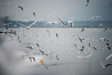 flock of seagulls