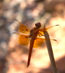 dragonfly on a branch