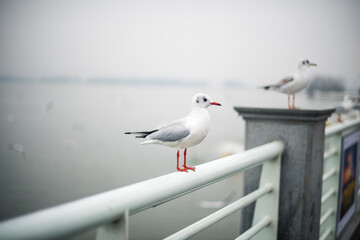 seagull on the pier