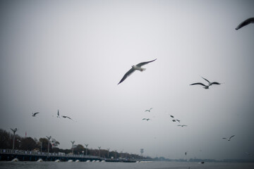flock of seagulls