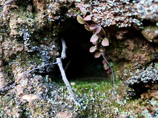 Close-up of Mossy Earth with a Tiny Cave