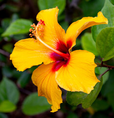yellow hibiscus