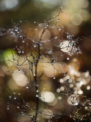 Waterdrops on a plant