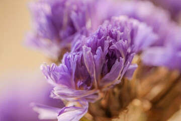 Close up macro of purple sea lavender plant outdoors, sunny, nobody