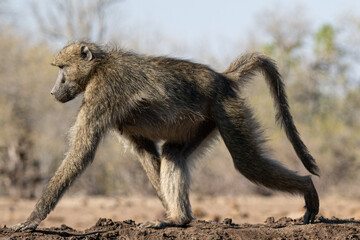 baboon walking on the ground in the sun the Mashatu game reserve, Botswana