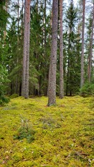 forest in autumn