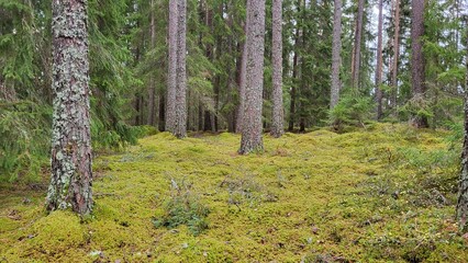 birch grove in spring
