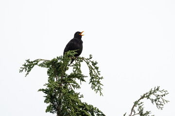 Amsel sitzt singend auf einem Baum
