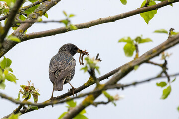 Star sitzt am Ast mit dem Schnabel voller Würmer