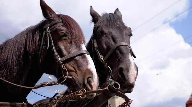 Two Brown Horses Stand in a Team Harnessed to a Cart on a Cloudy Sky. Excursion or horse-drawn carriage. Close-up, horses chewing. Working horses, animals. Blurred background. Tourism business.