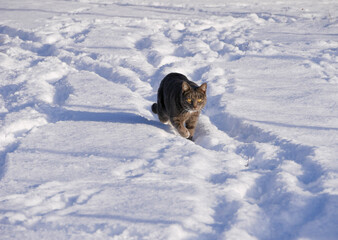 Cat in the snow. Winter landscape. Sunny and cold.