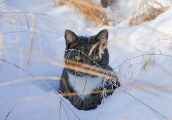 Cat playing in the snow. Tabby cat pet portrait. Snowy winter landscape. Sunny but freezing wearher. Winter season. Hiding behind some dried grass. Beautiful yellow eyes. © Matilda