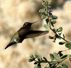Hummingbird in Flight
