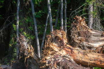 Uprooted Trees