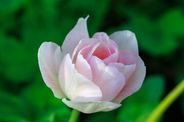 A tulip of a delicate pink color on a green background