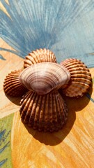 seashell on the sand