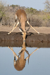 Impala drinking at a water hole with a reflection in the calm water