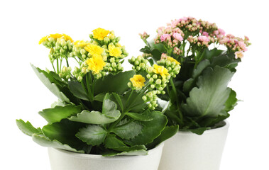 Different beautiful kalanchoe flowers in pots isolated on white
