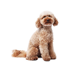 Cute Toy Poodle dog on white background. Lovely pet
