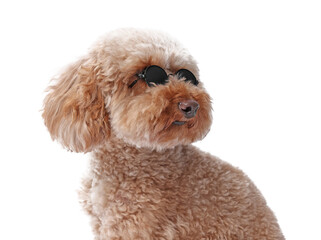 Cute Toy Poodle dog in sunglasses on white background