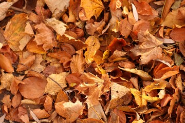 Dry fallen leaves as background, above view