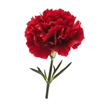 A vibrant red carnation flower with lush petals and green leaves.