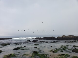 Birds in Flight over the Ocean