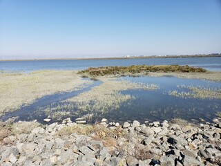 Marshland Reflections