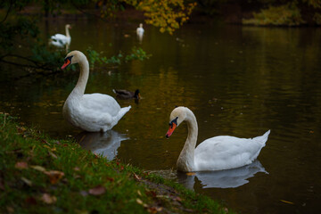 Swans in an autumn lake surrounded by colorful foliage