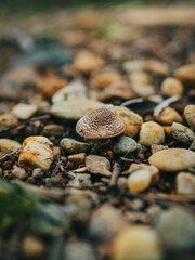 El guardián del suelo