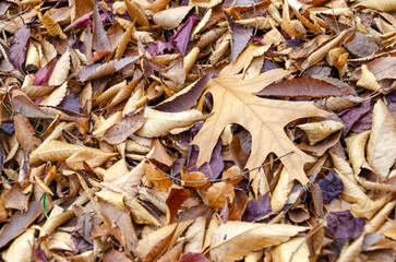 Autumn Leaves