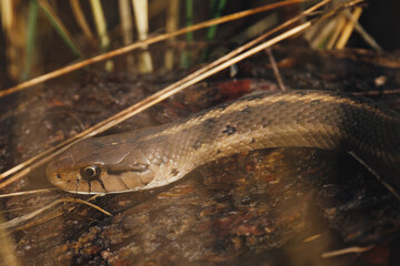 Grand Teton National Park garter snake chilling on a rock