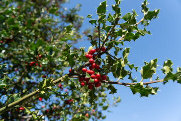 Bright red holly berries on a holly tree branch. Close up from below with bright blue sky in background. Often used as natural Christmas decoration.