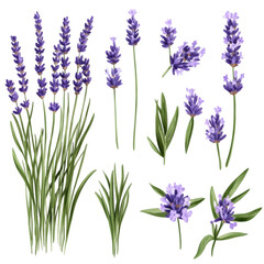 Obraz premium Lavender Flowers Botanical Illustration Purple Blooms Herbal Design Elements