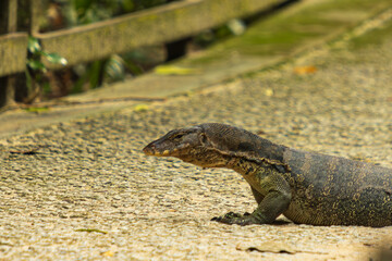A large Asian Water Monitor lizard basks in the sun on a concrete path. Its powerful body and sharp claws are visible, and its alert gaze suggests it is ready to pounce. The lizard's dark, scaly skin 
