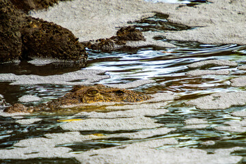 A large crocodile lurks in the murky waters, its powerful head and sharp eyes barely visible above the surface. The crocodile's scaly skin glistens in the sunlight, and its powerful jaws are ready to 