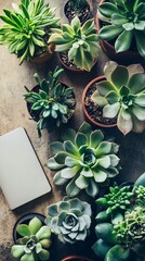 high angle of desktop with succulents and notebook,cinematic,cinematic light 